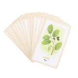 Forest Magic Oracle Cards by Nikki Van De Car